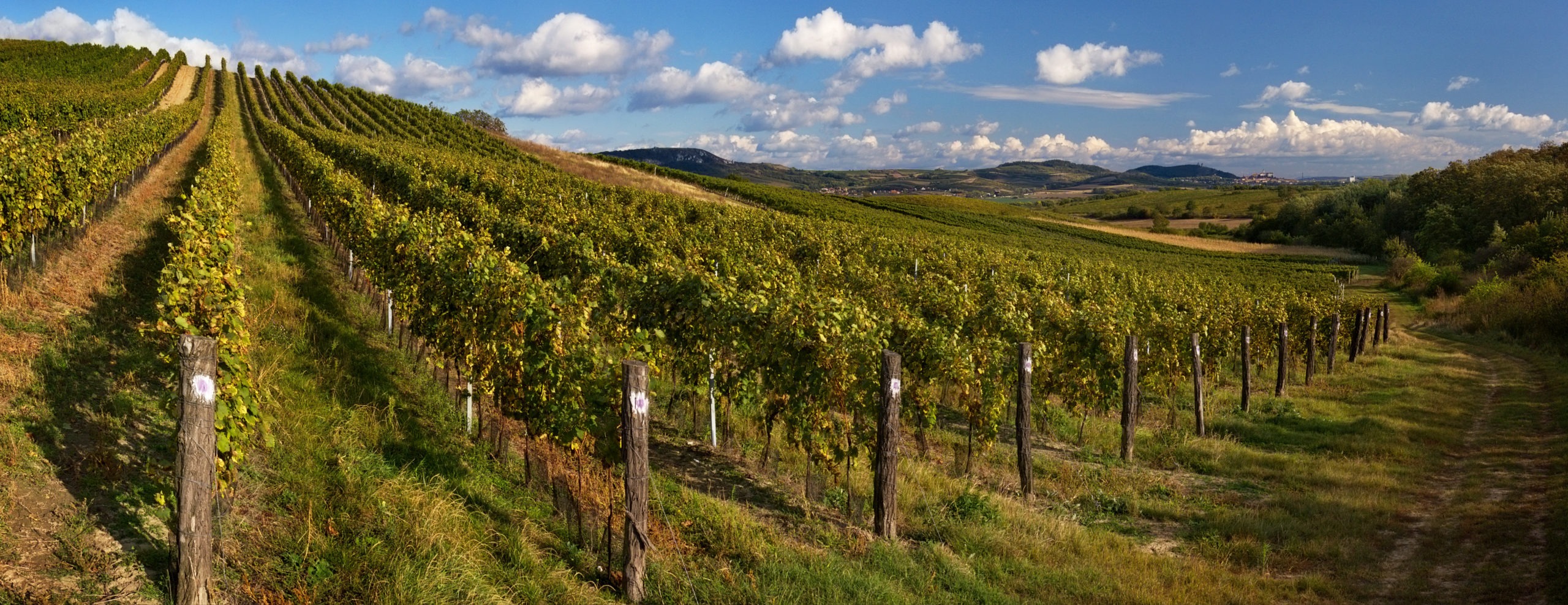 Vineyard Dolní Dunajovice Pálava - © Jan Halady