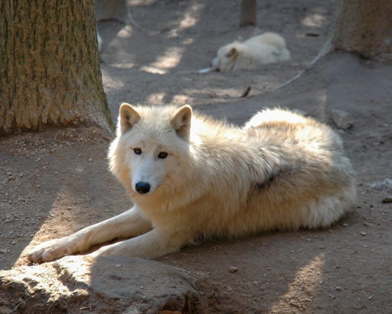 Arctic wolf (Canis lupus arctos) in Olomouc Zoo - © Frank Neels