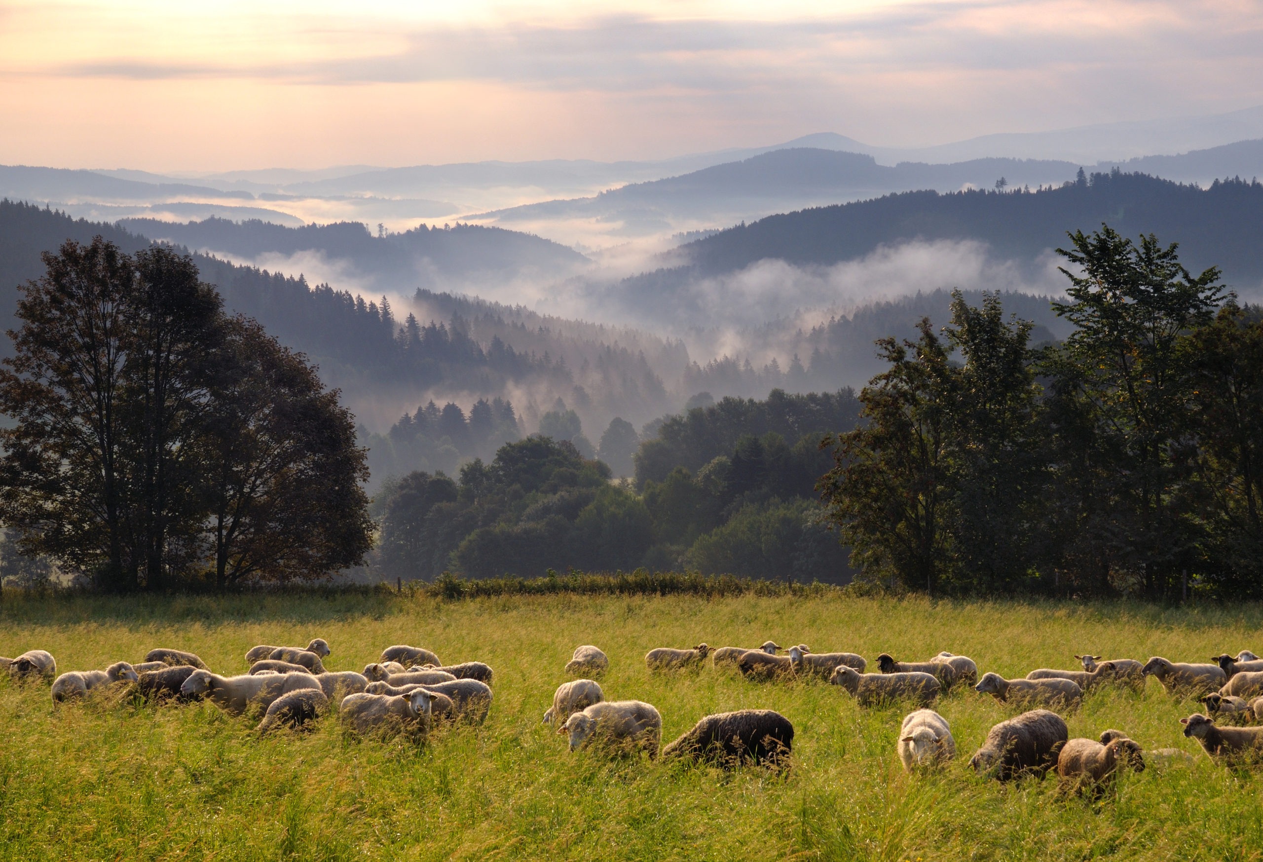 The Bohemian Forest of Šumava - © Pavel Ouřednik