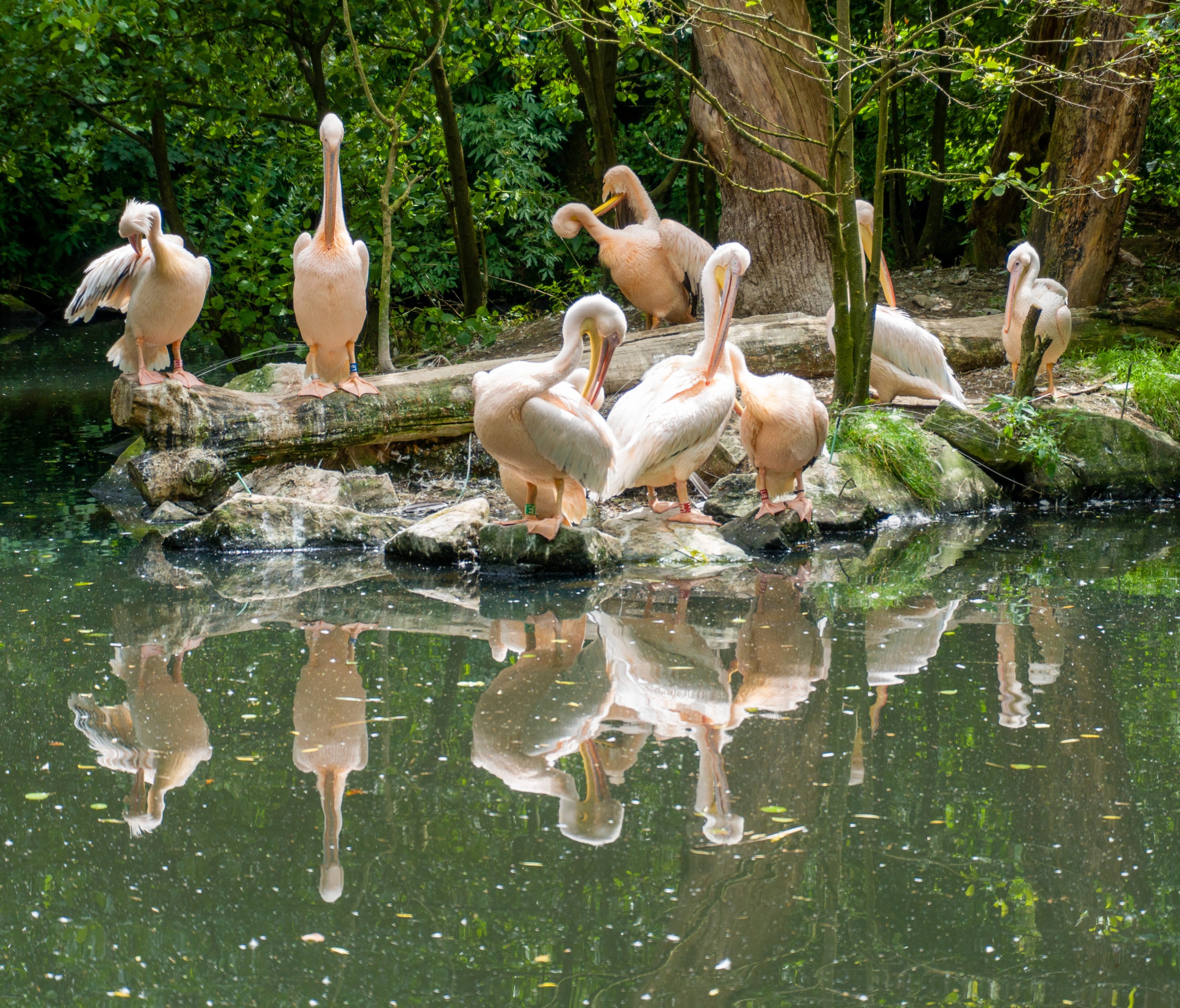 Lešná Zoo Zlín - © Frank Neels