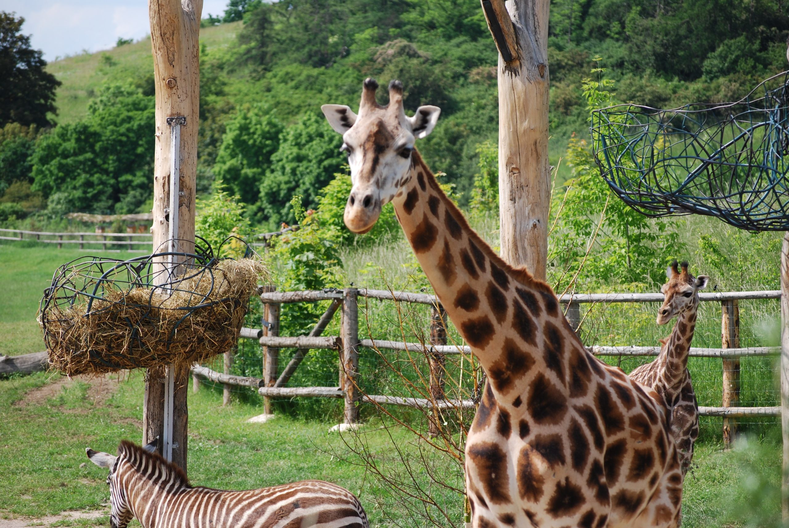 Prague Zoo - piqsels.com